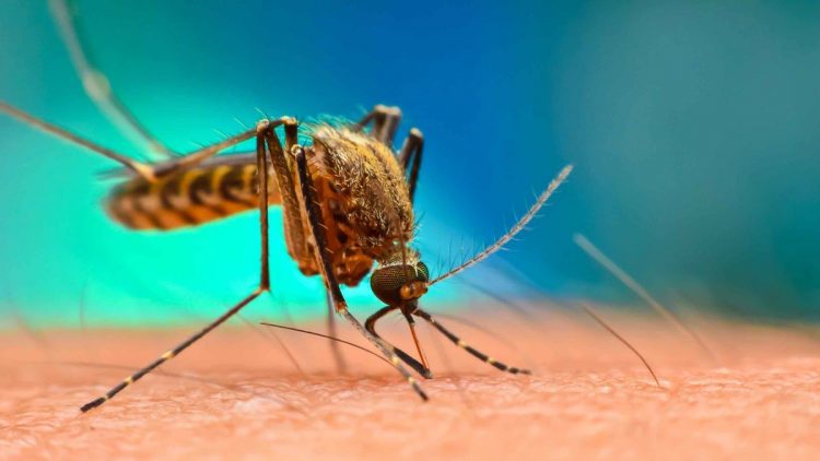 Флоридад генийн өөрчлөлттэй 750 сая шумуулыг байгальд гаргана