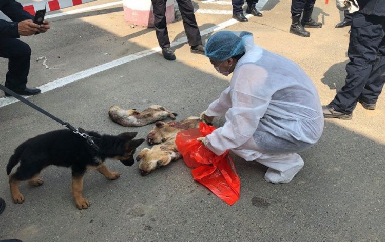 Нийслэл рүү тарваганы нойтон тулам оруулахыг завджээ