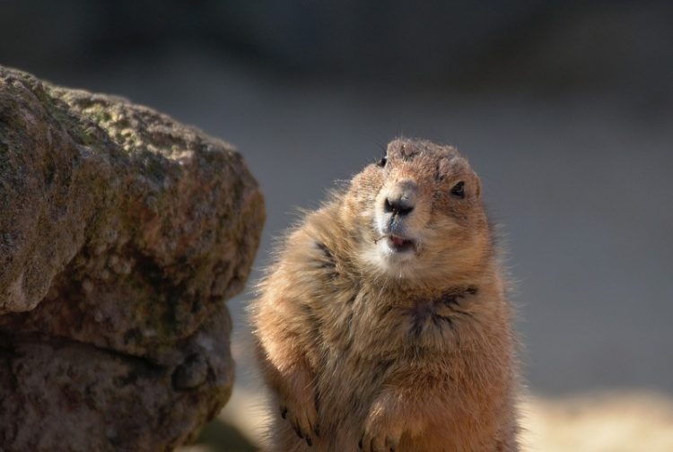 Тувад тарваган тахлын тохиолдол илэрч шинжээчид Монголоос орж ирсэн гэв