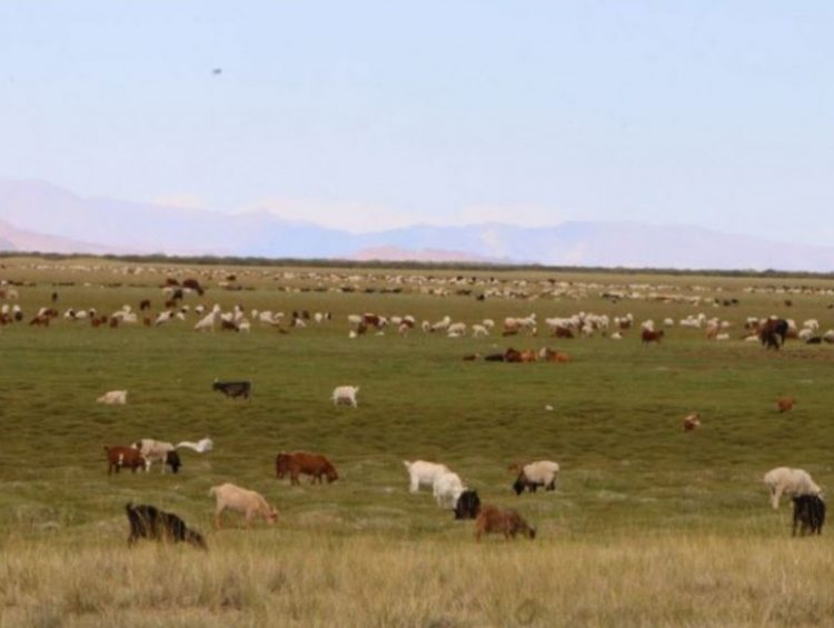 Нийт нутгийн 50 гаруй хувьд нь өвөл, хаврын бэлчээрийн даац хүрэлцээтэй гарчээ