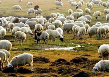 БНХАУ-д хандивлах хонийг иргэдээс худалдан авч, Дорноговь аймагт төвлөрүүлнэ