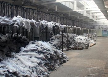 Жилд 9,5 сая ширхэг арьс шир бэлтгэж байна