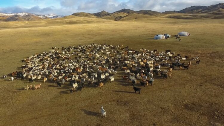 Улсын хэмжээнд 70 сая толгой мал өвөлжих тооцоотой байна