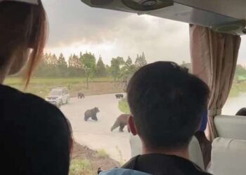 Амьтны хүрээлэнд баавгайнууд үзэгчдийн нүдэн дээр хүн барьжээ