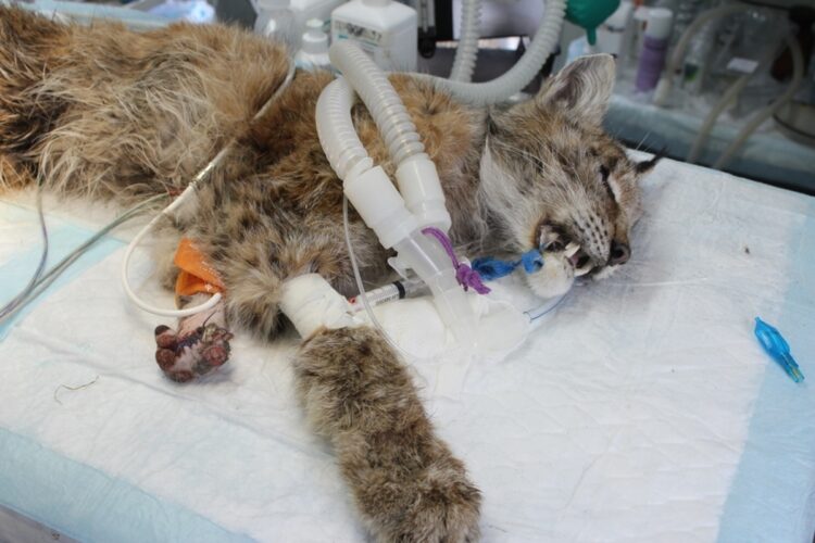 116 зэрлэг амьтныг асран тэнхрүүлж, 71 амьтанг байгальд нь эргүүлэн тавьжээ