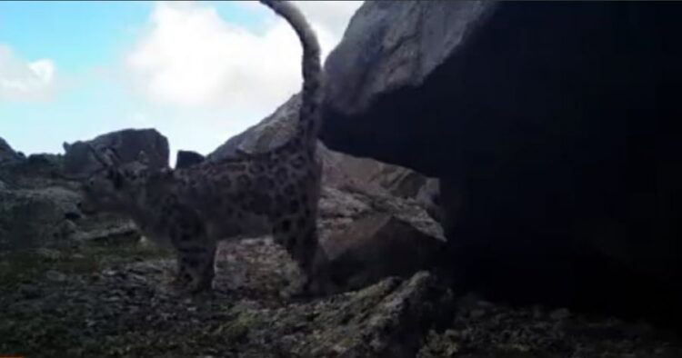 Тайгад суурилуулсан камерт ховор ан амьтдын дүрс, зураг бичигджээ