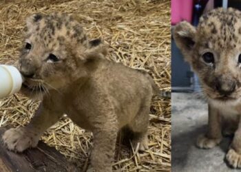 Муфасагийн хүү Симба Сингапурын амьтны хүрээлэнд өсөж байна