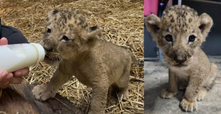 Муфасагийн хүү Симба Сингапурын амьтны хүрээлэнд өсөж байна