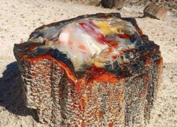 Аризоноос олдсон 225 сая жилийн настай чулуужсан мод