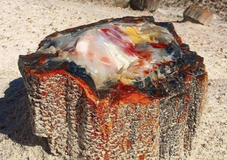 Аризоноос олдсон 225 сая жилийн настай чулуужсан мод