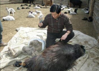 Зүүн аймгуудад ямааны ноолуур 150 мянган төгрөгт хүрчээ