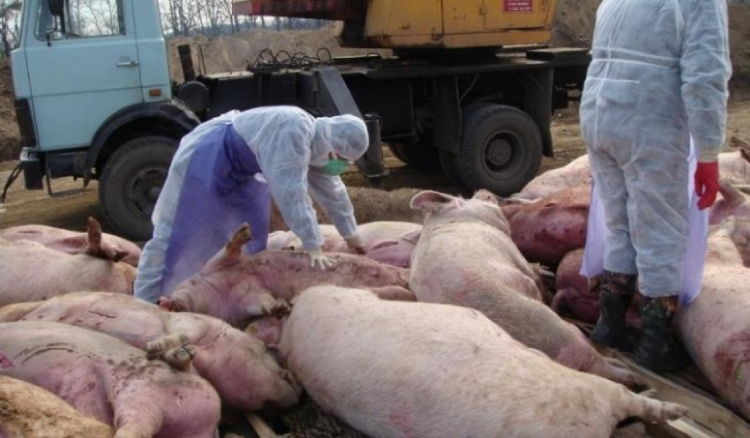 Өвөр Монголд гахайн мялзан өвчин гарчээ