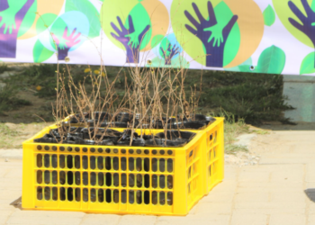 СХД-т өрх бүр хашаандаа мод тарья аяны нээлт боллоо