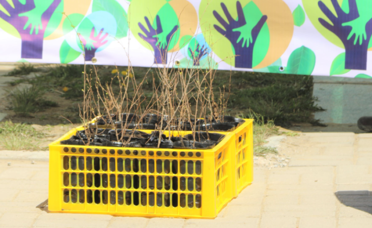 СХД-т өрх бүр хашаандаа мод тарья аяны нээлт боллоо