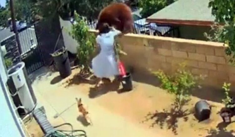 ВИДЕО: Америк эмэгтэй баавгайтай нvцгэн гараар тулалдсан бичлэг шуугиан тарьж байна