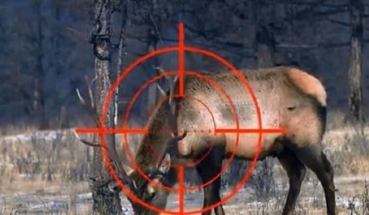 ФОТО МЭДЭЭ: Халиун бугын эд эрхтэнг тээвэрлэж явсныг илрүүлжээ