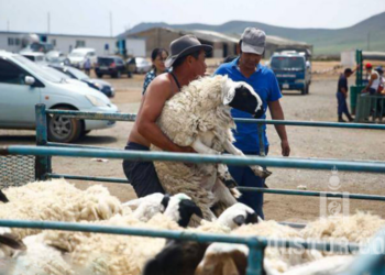 ‘Эмээлт’ захад эр хонь 340 мянган төгрөгийн үнэтэй байна