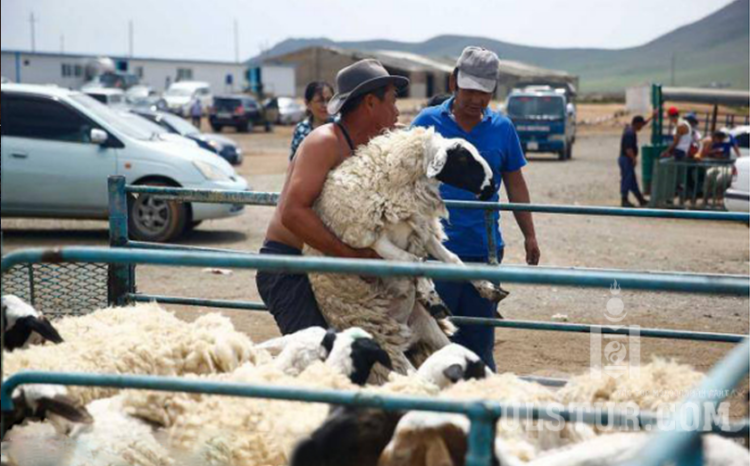 ‘Эмээлт’ захад эр хонь 340 мянган төгрөгийн үнэтэй байна