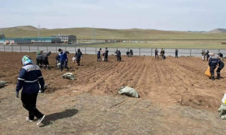 Тавантолгой түлш ХХК-ийн ажилчид өөрсдийн тарьсан ногоогоо хүнсэндээ хэрэглэнэ