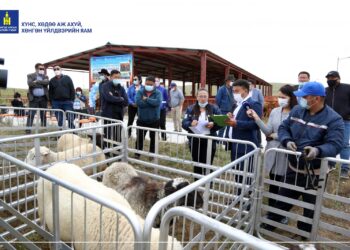 Монголд анх удаа малын дуудлага худалдаа хийж НЭГ ХОНЬ, ГУРВАН ҮХЭР заржээ