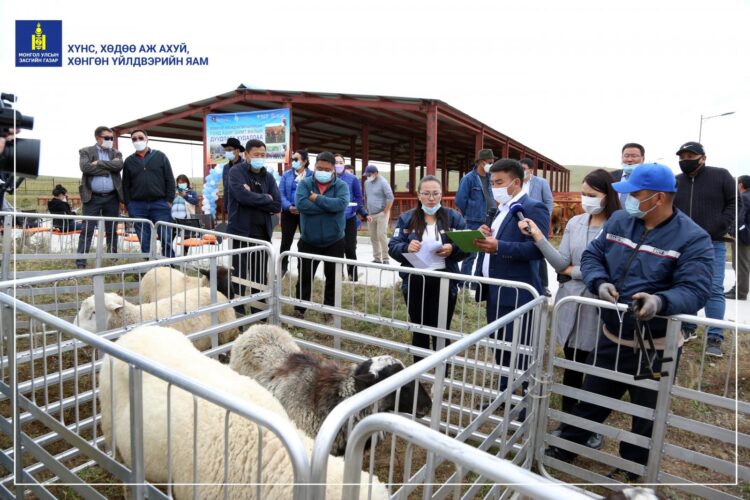 Монголд анх удаа малын дуудлага худалдаа хийж НЭГ ХОНЬ, ГУРВАН ҮХЭР заржээ