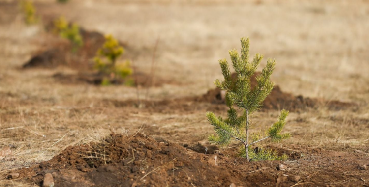 ‘Тэрбум мод’ үндэсний хөдөлгөөнд 320 орчим байгууллага, аж ахуйн нэгж нэгджээ