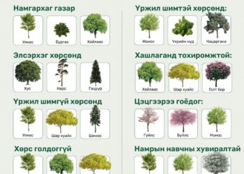 Хашаандаа ямар мод таривал тохиромжтой вэ?