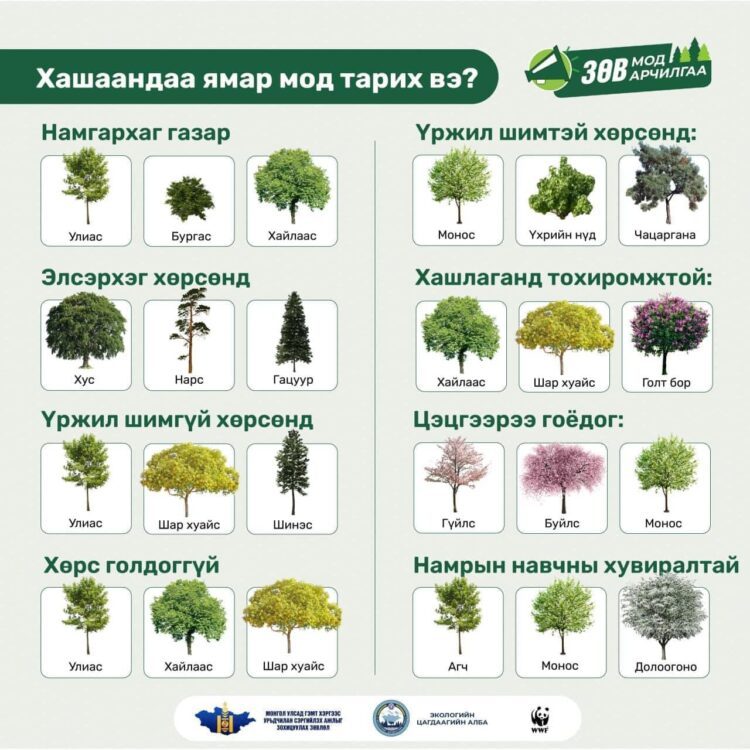 Хашаандаа ямар мод таривал тохиромжтой вэ?