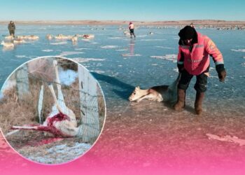 Мөсөн дээр наалдсан 1000 гаруй зээрийг нуураас гаргасан байна