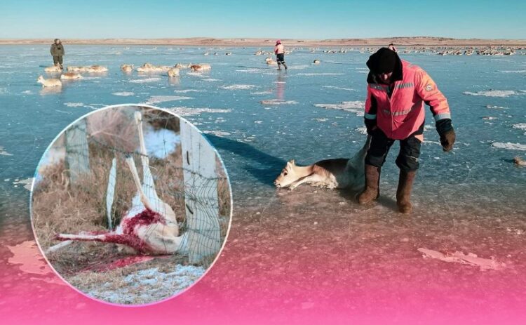 Мөсөн дээр наалдсан 1000 гаруй зээрийг нуураас гаргасан байна