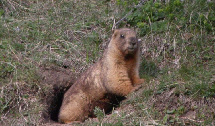 15 аймгийн 81 суманд тарваган тахал өвчин гарах эрсдэл өндөр байна