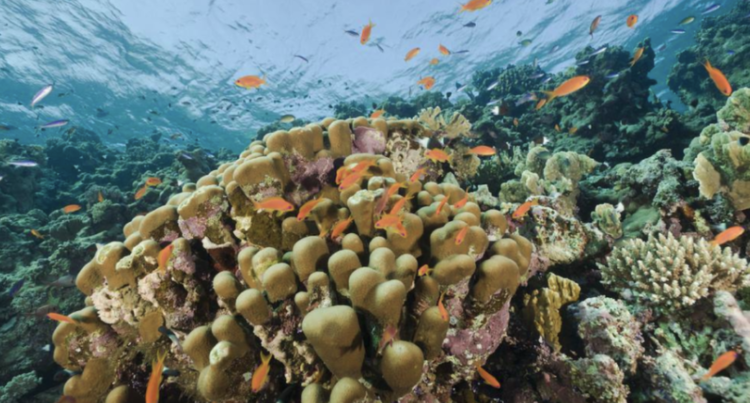 Хамгийн том шүрэн хадыг олжээ