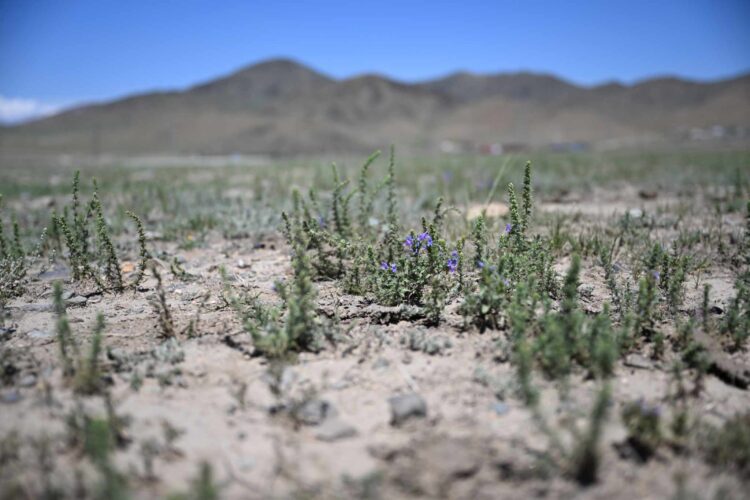 Түгээмэл тархацтай ашигт малтмалын ашиглалтын улмаас эвдэрсэн Биокомбинат орчмын 66 га талбайг нөхөн сэргээж байна