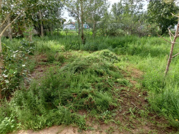 Лууль, шарилжны төрлийн ургамлын цэцгийн тоос агаарт дэгдэх хугацааны урьдчилсан мэдээ – ургамлын тоосны харшилаас сэргийлцгээе.