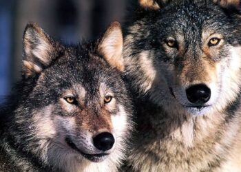 Амьтны тухай хуульд нэмэлт оруулах тухай хуулиар иргэн зайлшгүй шаардлагаар саарал чоно агнасан бол хуулийн хариуцлага хүлээхгүй