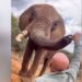 Кенид нэгэн жуулчин заанд шар айраг өгсөн нь олны дургүйцлийг төрүүлжээ