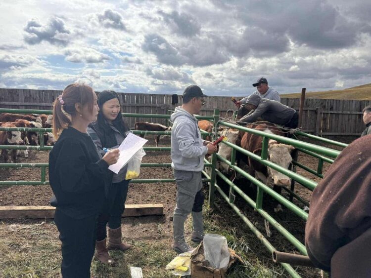 Мал сүргийг ялган тэмдэглэж, улсын бүртгэлд хамруулах ажил үргэлжилж байна