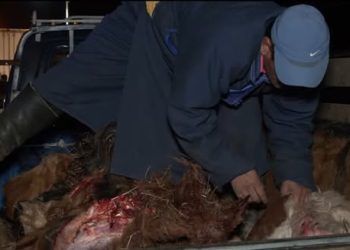 Мал хулгайлах гэмт хэрэг өсөх хандлагатай байна