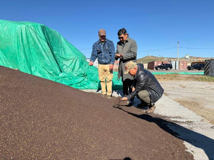 Тосны ургамлын 2100 тонн нөөц бүрдүүлээд байна