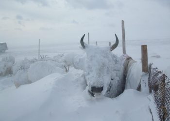 Зудын эрсдэлийн үнэлгээгээр Баян-Өлгий аймаг “маш их”, Увс, Ховд, Хөвсгөл, Дорноговь аймгууд “их” эрсдэлтэй гарсан байна