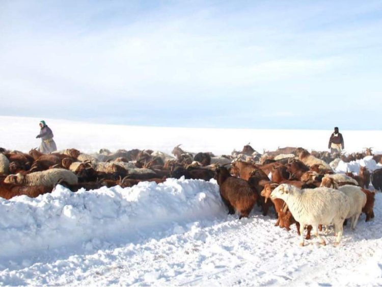 Ирэх 5 хоногийн цаг агаарын мэдээ