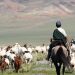 Улсын аварга малчин, улсын хошой аварга малчин шалгаруулах журамд нэмэлт, өөрчлөлт орууллаа