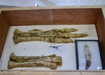 МОНГОЛ УЛСЫН НУТАГ ДЭВСГЭРЭЭС ХУЛГАЙЛАГДАЖ, ХУУЛЬ БУСААР ХИЛЭЭР НЭВТРҮҮЛСЭН ҮЛЭГ ГҮРВЭЛИЙН ЧУЛУУЖСАН ОЛДВОРЫГ ЭГҮҮЛЭН АВЛАА