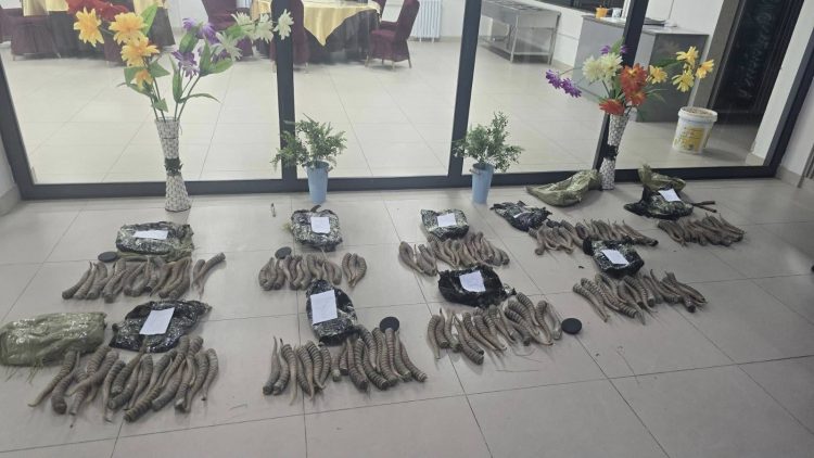 Хилчид 152 ширхэг бөхөнгийн эвэр Хятад руу галт тэргээр тээвэрлэж явсныг илрүүлжээ