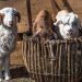 2025 оны мал тооллогын урьдчилсан дүн гарч хонины тоогоор Өвөрхангай аймаг, ямааны тоогоор Баянхонгор тэргүүлжээ