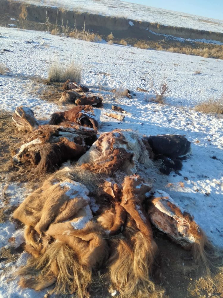 ХУРДАН УДМЫН 7 АДУУНЫХАА АРЬС, ТОЛГОЙГ Л ОЛЖЭЭ