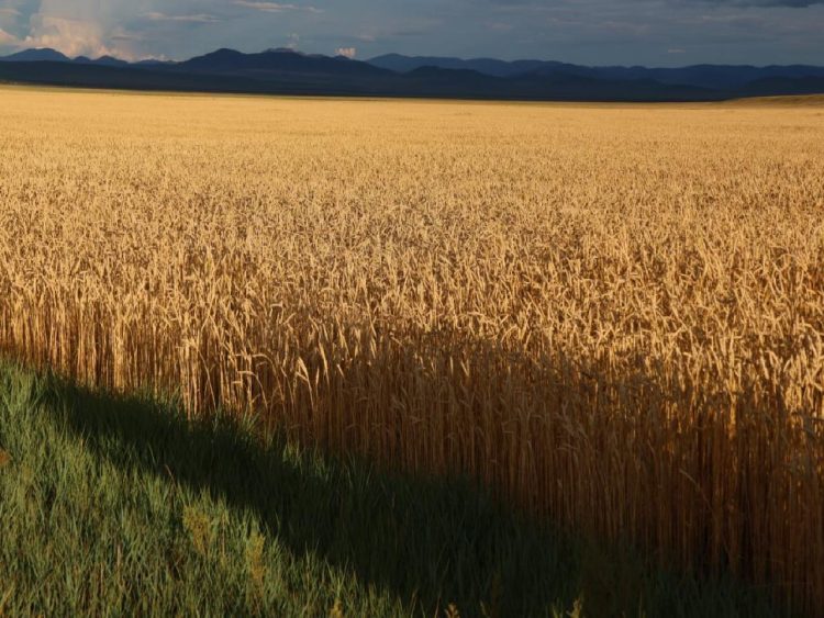 Зарлал /тариалан бүхий иргэн, аж ахуйн нэгжүүдэд/