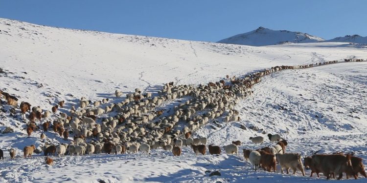 Зудын байдалд үнэлгээ хийхэд 9 аймгийн 36 сум цагаан зудтай байна