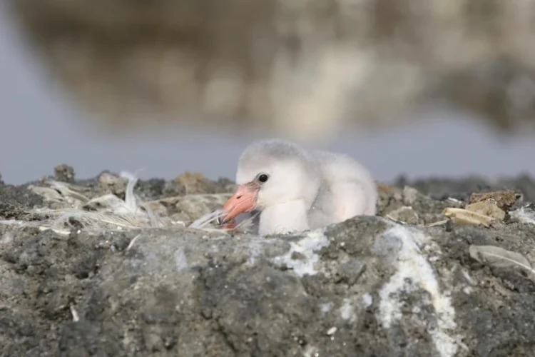 Дэлхийн ус намгархар газрын өдөр