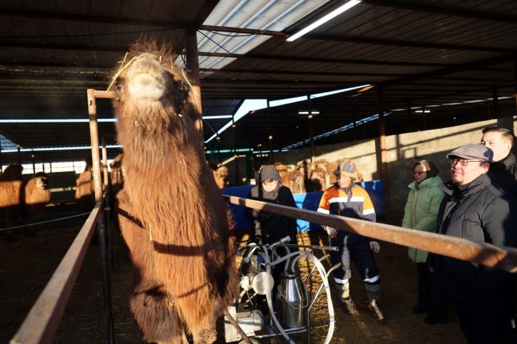 Монголын анхны ингэний ферм сүү, сүүн бүтээгдэхүүнээ дэлхийд таниулах зорилго тавьжээ